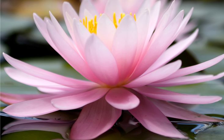 Yoga Retreats